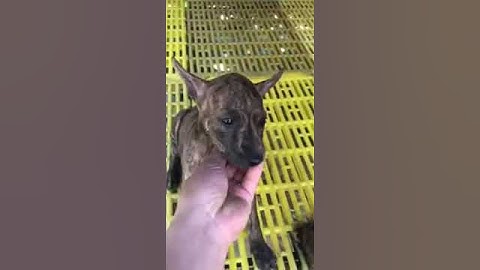 #Sẹo mặt (Chó Phú Quốc Việt Nam)