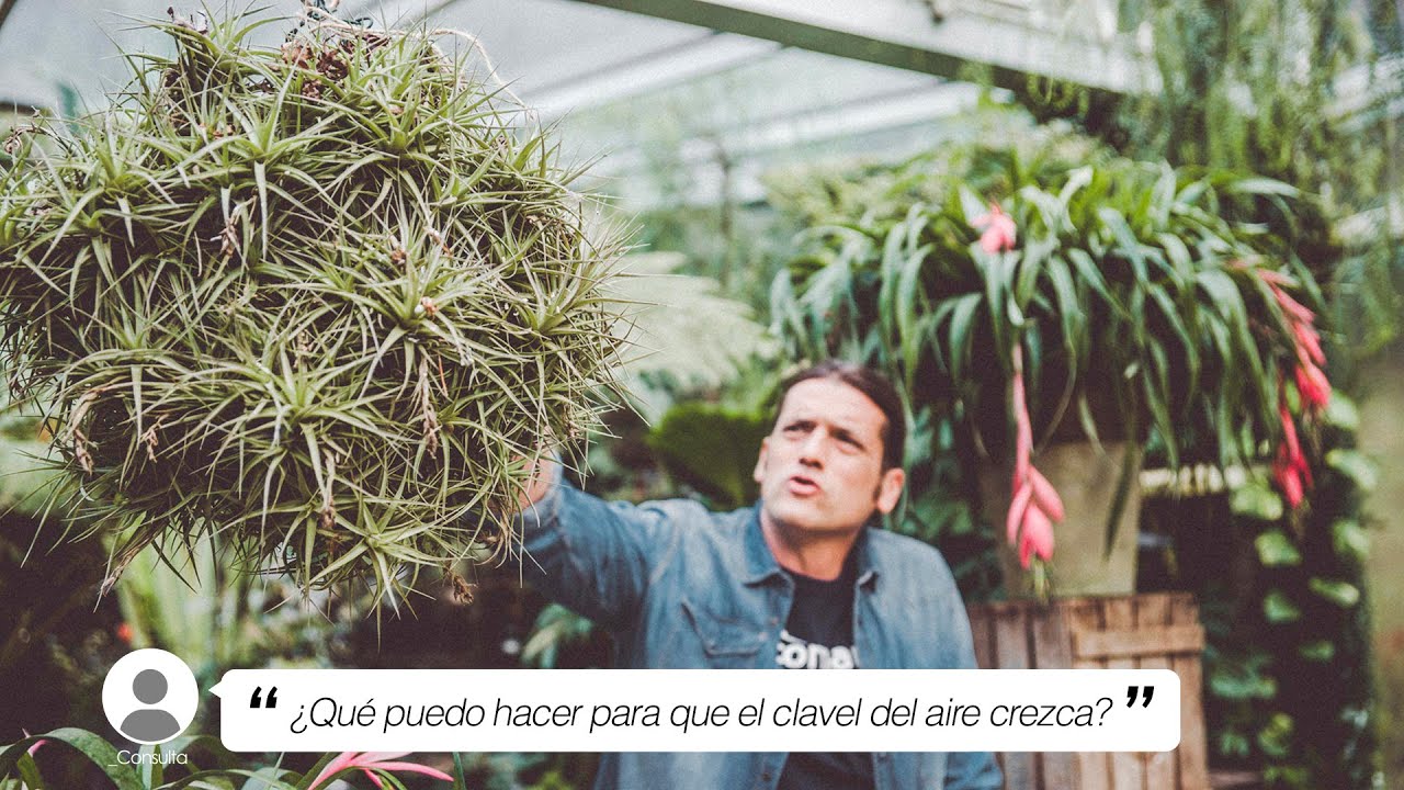 Qué puedo hacer para que el del AIRE crezca? 🌱🍃 -