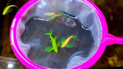 From Signs, Preparation, Selecting, Conditioning To Breeding My Glo Danios Succesfully! Part 1.