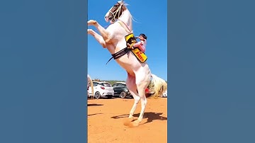 Thumbnail of #WhiteHorse #fullflage