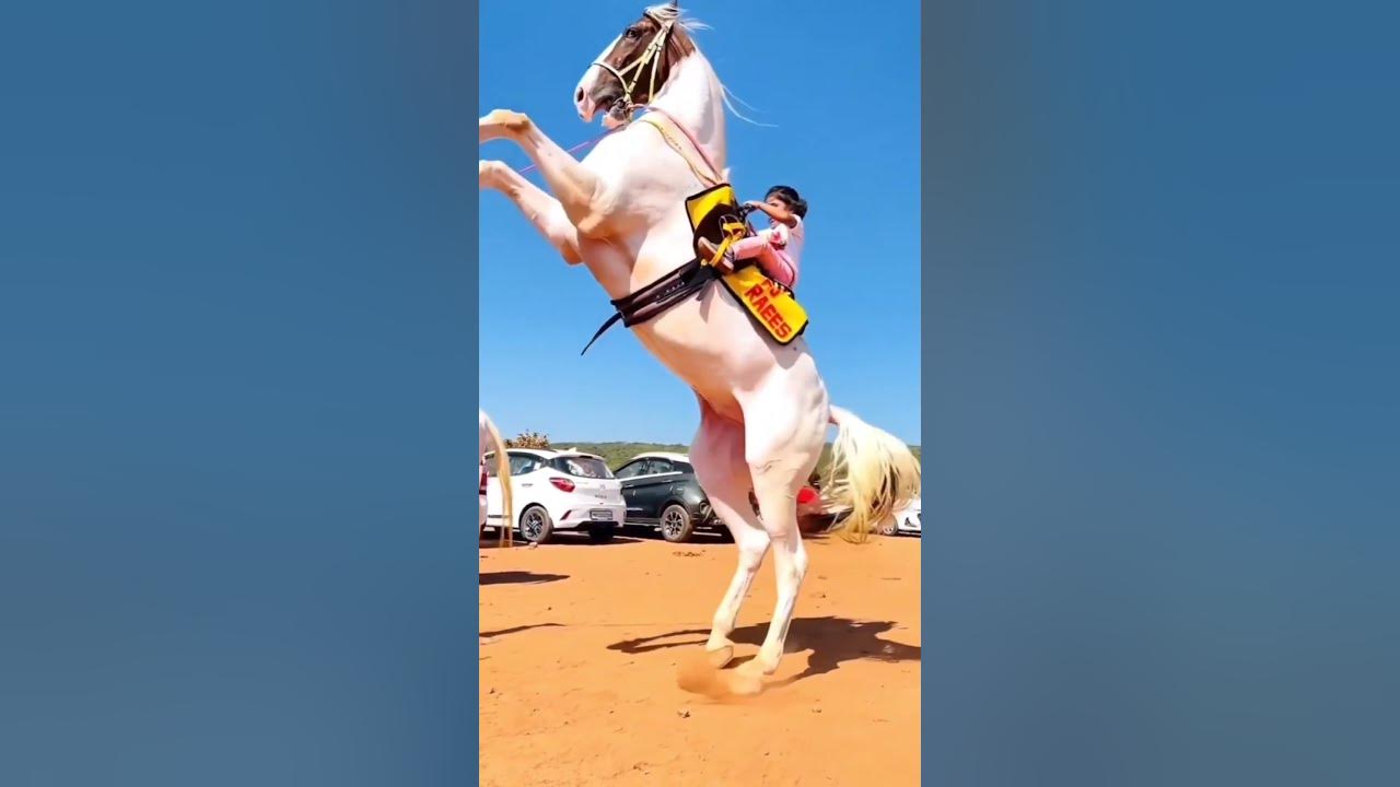 #WhiteHorse #fullflage