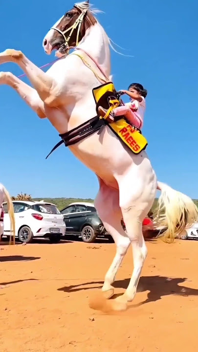 #WhiteHorse #fullflage