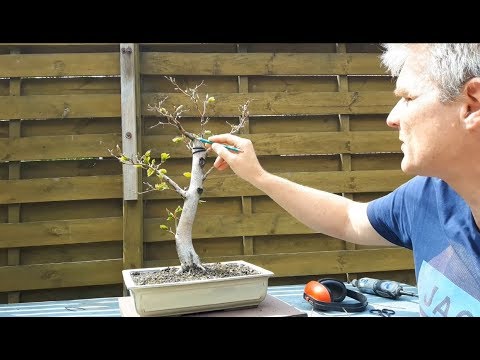 Fagus Sylvatica Bonsai 7