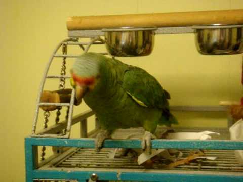 YouTube video