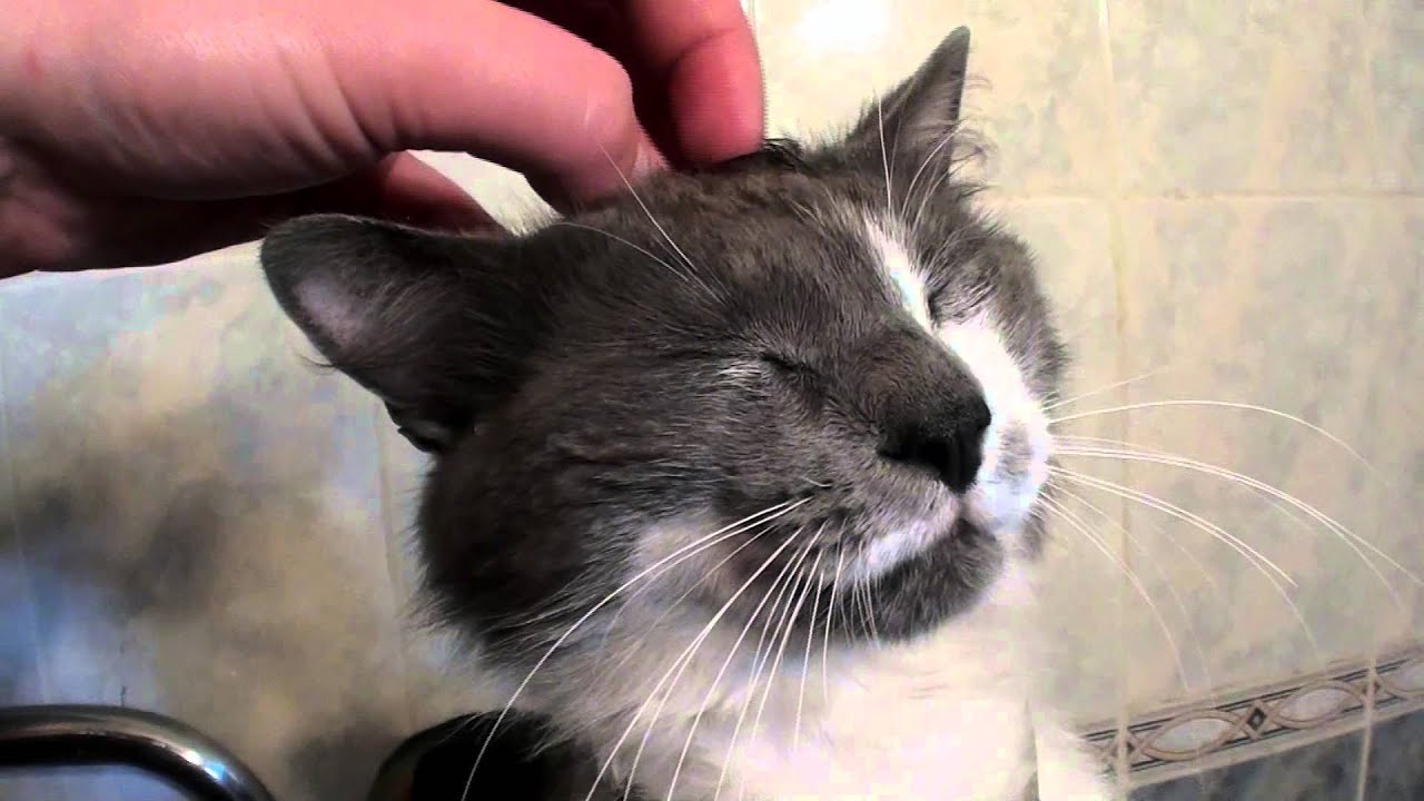 Cat makes funny faces 