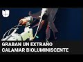 Graban unas extrañas imágenes de un calamar bioluminiscente gigante