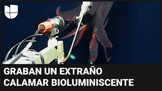 Graban unas extrañas imágenes de un calamar bioluminiscente gigante