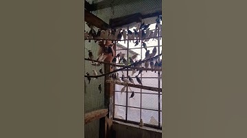 Java bird breeding progress/Java bird breeding tips/Java bird breeding colony/Java bird colony