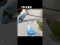 靴下インコに立ち向かう鳥たちが勇敢だったｗ　#shorts