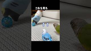 靴下インコに立ち向かう鳥たちが勇敢だったｗ　#shorts