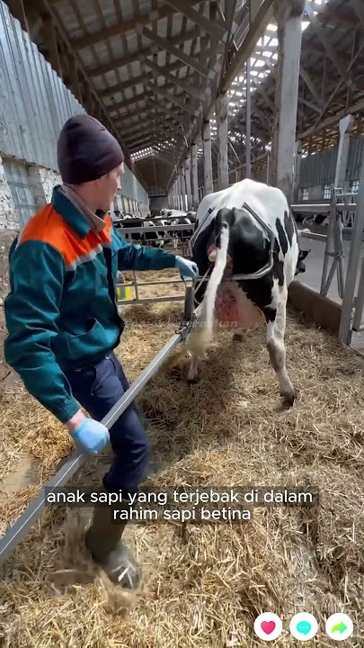 Calf Puller, a tool for pulling calves during the birth process of cows