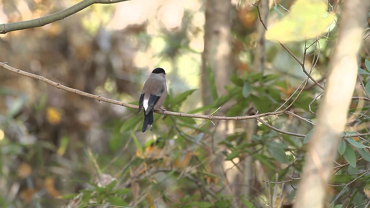 野鳥 ウソ 雌 横枝に Youtube