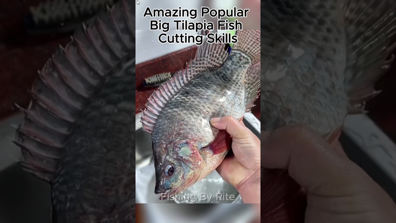 Amazing Popular Big Tilapia Fish Cutting Skills 