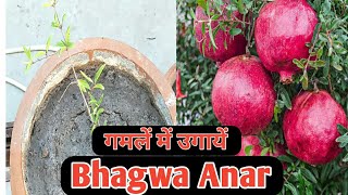 Pomegranate Grow In Pots || भगवा अनार उगाएं गमले में Home/Garden