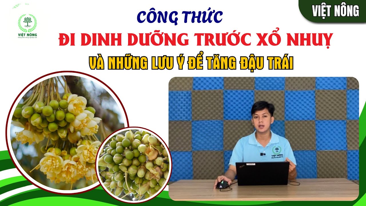 VIỆT NÔNG | BÓN GÌ KHI CÂY SẦU RIÊNG GẦN XỔ NHUỴ - ĐỂ TĂNG ĐẬU TRÁI