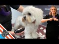 Maltese dog grooming - Step by step groom a Maltese