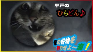 堤防クエ釣りに挑戦(48話目)