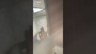 Mike The Monkey Fights Someone Tiktok Meme