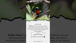 Kolibri Ninja | Leptocoma Sperata | Konin