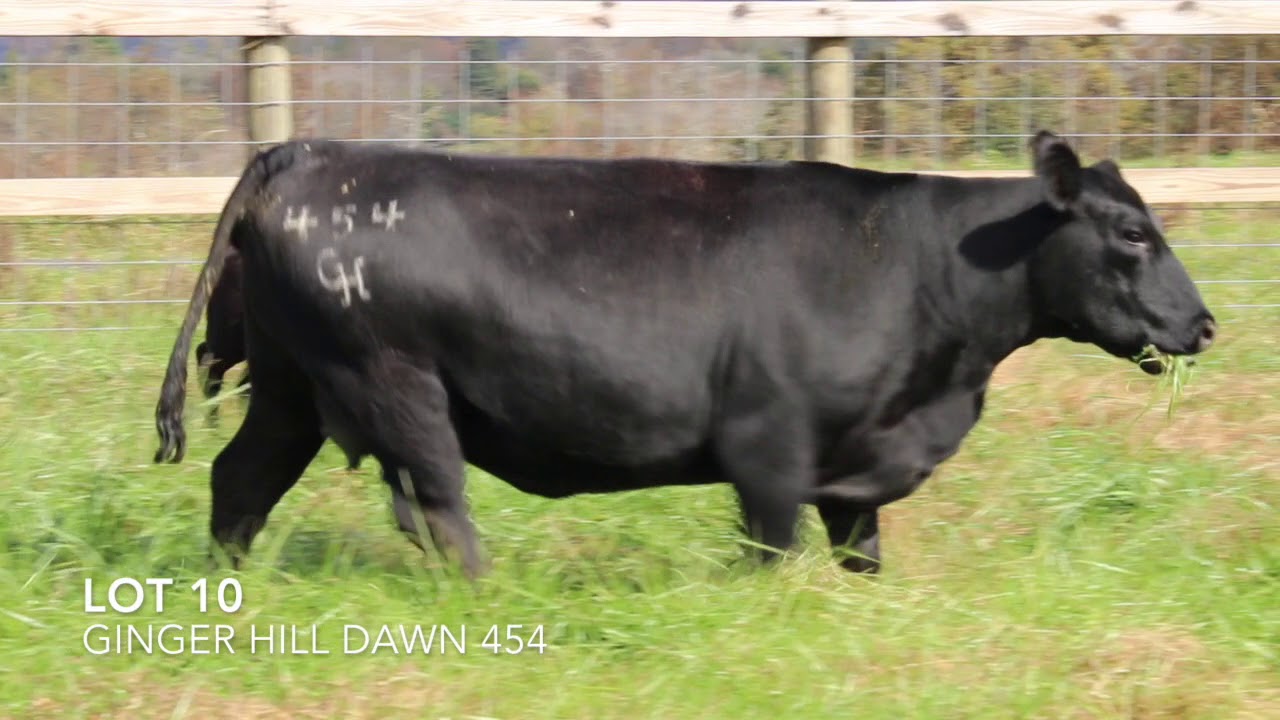 Ginger Hill Angus Lot 10 YouTube