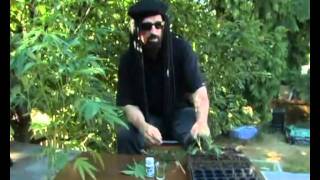 Jorge Cervantes Ultimate Grow DVD 1 Part 6 - Learn How To Grow Marijuana