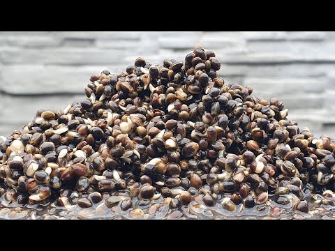 Wideo: Jak Gotować Nasiona