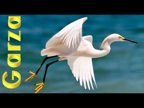 Garza /Clase Aves
