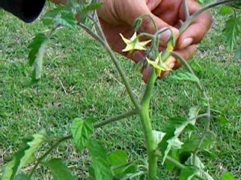 脇 どれ トマト 芽