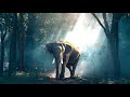 Wildlife - Free Nature animals Videos - No copyright video - Royalty free nature videos