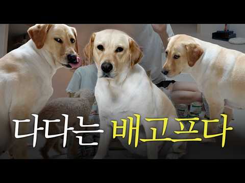 배고픈 이다다 폭주!? (feat.다비 바니 노화관리) thumbnail