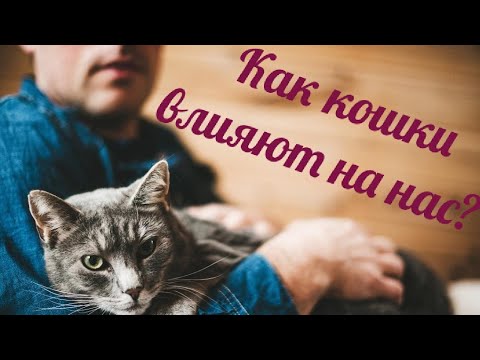 Видео: Cat Declawing - это неправильно? - Противоречие между кошкой-декло