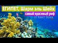 ЛУЧШЕЕ, ЧТО МЫ ВИДЕЛИ ПОД ВОДОЙ! Подводный Мир Красного моря Египта