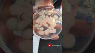 Tsa Agar Culture Medium Microbiology Bacteria Yeast, Mold