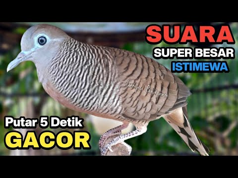 Perkutut Lokal Gacor dari alam liar bikin gacor yang malas BUNYI