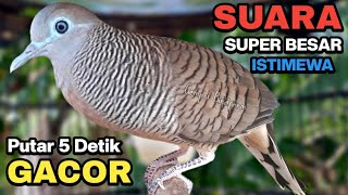 Perkutut Lokal Gacor Suara Kung Besar Pancingan Burung Perkutut Agar Bunyi