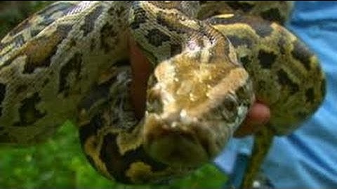 Python Tutorial CBSE Computer Science multiplication table of a number