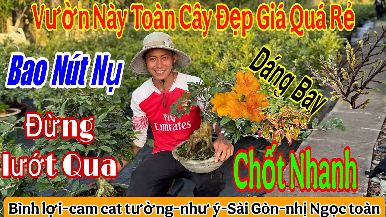 December 17th: Garden for sale - Yellow apricot blossom trees for