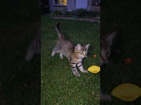 1人遊び #子ネコ #cat #kitten