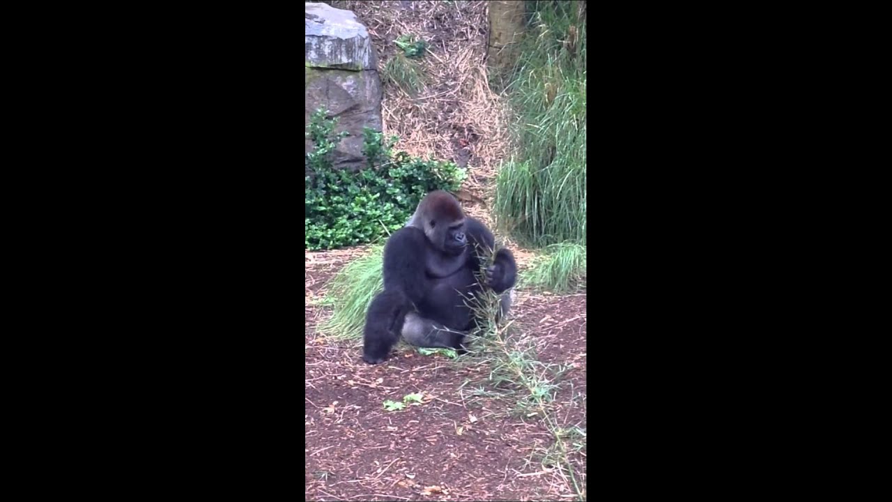 Houston zoo gorilla YouTube
