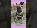 Evolution of Famous Dog Memes part1 #shorts
