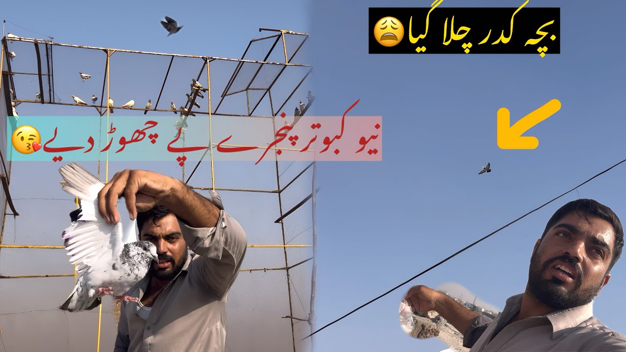 New kabootar jal Pa chor diya🥰bacha Kidar Chala ghia😳😩