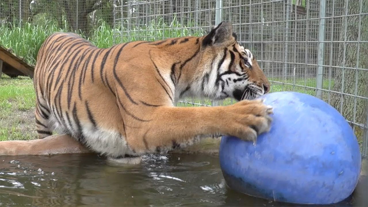 Tiger Gets A New House YouTube