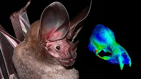 Studying diversification in insect-eating bats