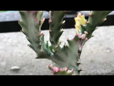 Video: Spurge Ya Trihedral (picha 35): Ni Cactus Au La? Maelezo Ya Aina Ya Trigone Ya Euphorbia, Utunzaji Na Uzazi Nyumbani