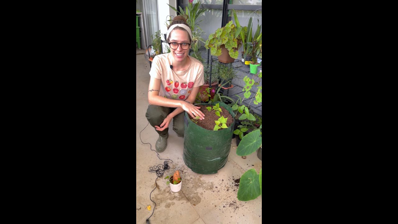 Como plantar batata doce em vaso