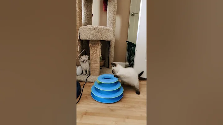 Watch the video about #adopt #fosteringsaveslives #donate #tnr #ragdolls #Siamese #rescuecat #kitten #play #purr #purr