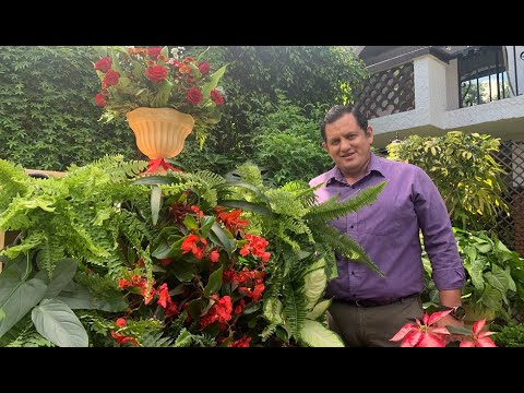 Video: Mezcla de macetas para plantas de interior: ¿Puedes cultivar varias plantas de interior en la misma maceta?