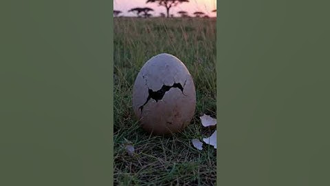 Rhino Hatching from an Egg | AI Animal Videos | UnrealAi Videos #aianimals