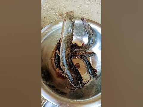 maruva fish#short#youtubeshorts - YouTube