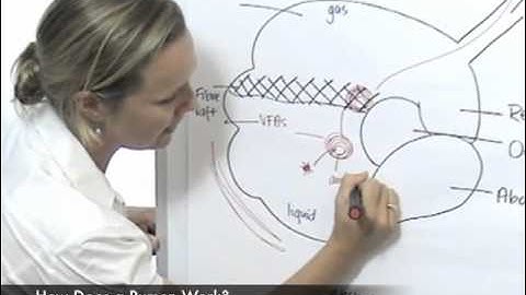 How Does a Rumen Work